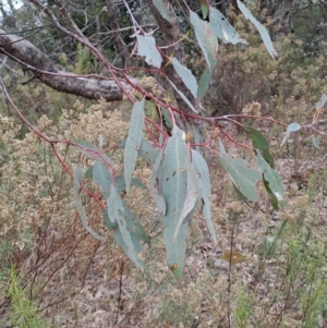 Eucalyptus nortonii at Jerrabomberra, ACT - 24 May 2023