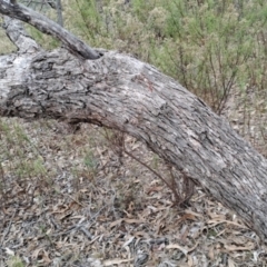 Eucalyptus nortonii at Jerrabomberra, ACT - 24 May 2023
