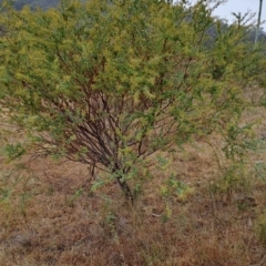 Acacia cultriformis (Knife Leaf Wattle) at Jerrabomberra, ACT - 24 May 2023 by LPadg