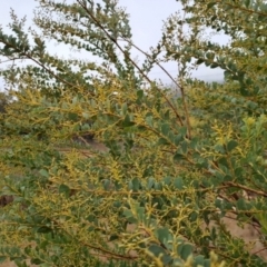 Acacia cultriformis at Jerrabomberra, ACT - 24 May 2023