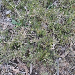 Cryptandra amara (Bitter Cryptandra) at Jerrabomberra, ACT - 24 May 2023 by LPadg