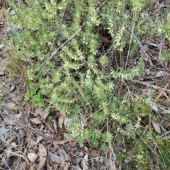 Melichrus urceolatus (Urn Heath) at Jerrabomberra, ACT - 24 May 2023 by LPadg