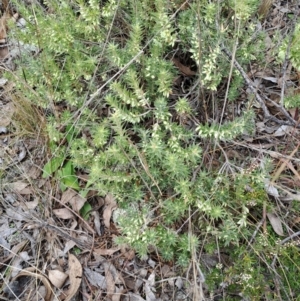 Melichrus urceolatus at Jerrabomberra, ACT - 24 May 2023 10:43 AM