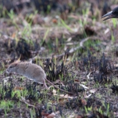 Rattus rattus (Black Rat) at Molonglo Valley, ACT - 20 May 2023 by richardm