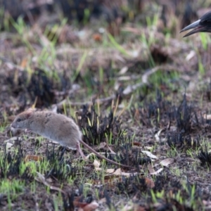 Rattus rattus at Molonglo Valley, ACT - 20 May 2023