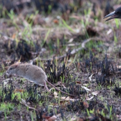 Rattus rattus (Black Rat) at Yarramundi Grassland
 - 20 May 2023 by richardm