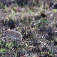 Rattus rattus (Black Rat) at Yarramundi Grassland
 - 20 May 2023 by richardm
