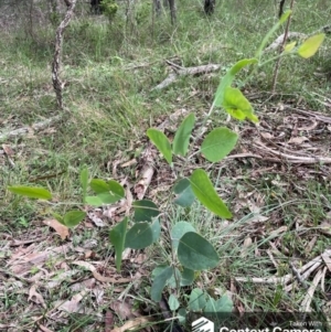 Eucalyptus glaucina at Taree, NSW - 17 Apr 2023 10:56 AM