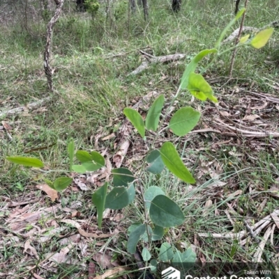 Eucalyptus glaucina (Slaty Red Gum) at Taree, NSW - 17 Apr 2023 by wisperm