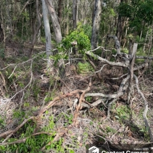 Cynanchum elegans at Taree, NSW - suppressed
