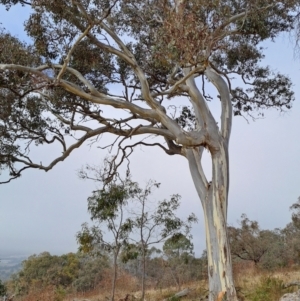 Eucalyptus blakelyi at Jerrabomberra, ACT - 24 May 2023