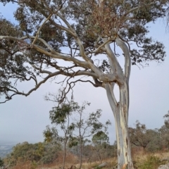 Eucalyptus blakelyi (Blakely's Red Gum) at Wanniassa Hill - 24 May 2023 by LPadg