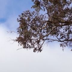 Eucalyptus blakelyi at Jerrabomberra, ACT - 24 May 2023