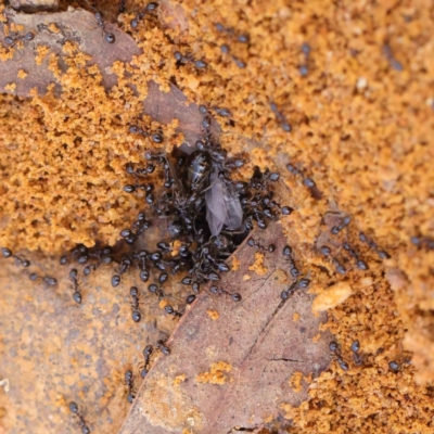 Monomorium sp. (genus) (A Monomorium ant) at Dryandra St Woodland - 1 Apr 2023 by ConBoekel