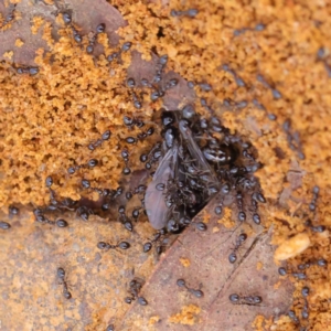 Monomorium sp. (genus) at O'Connor, ACT - 1 Apr 2023 11:10 AM