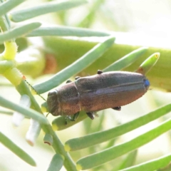 Melobasis sp. (genus) (Unidentified Melobasis jewel Beetle) at Dryandra St Woodland - 31 Mar 2023 by ConBoekel