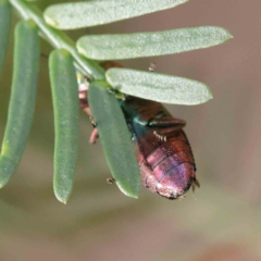 Melobasis sp. (genus) at O'Connor, ACT - 1 Apr 2023 10:52 AM