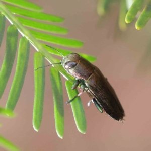 Melobasis sp. (genus) at O'Connor, ACT - 1 Apr 2023