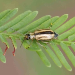 Monolepta froggatti (Leaf beetle) at Dryandra St Woodland - 31 Mar 2023 by ConBoekel