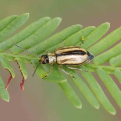 Monolepta froggatti (Leaf beetle) at Dryandra St Woodland - 31 Mar 2023 by ConBoekel