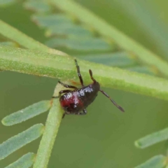 Oechalia schellenbergii (Spined Predatory Shield Bug) at O'Connor, ACT - 1 Apr 2023 by ConBoekel