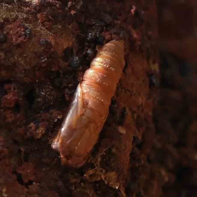 Hepialidae sp. (family) (Unidentified Swift or Ghost Moth) at Dryandra St Woodland - 31 Mar 2023 by ConBoekel