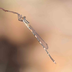 Austrolestes leda at O'Connor, ACT - 1 Apr 2023 10:27 AM