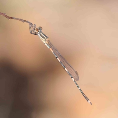 Austrolestes leda (Wandering Ringtail) at Dryandra St Woodland - 31 Mar 2023 by ConBoekel