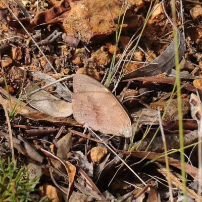Heteronympha merope (Common Brown Butterfly) at Dryandra St Woodland - 31 Mar 2023 by ConBoekel