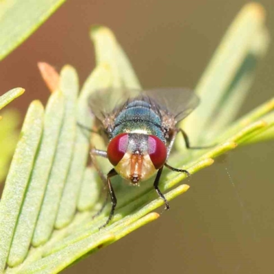 Chrysomya sp. (genus) (A green/blue blowfly) at O'Connor, ACT - 1 Apr 2023 by ConBoekel