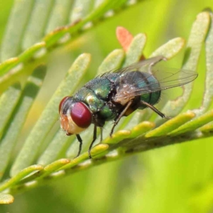 Chrysomya sp. (genus) at O'Connor, ACT - 1 Apr 2023