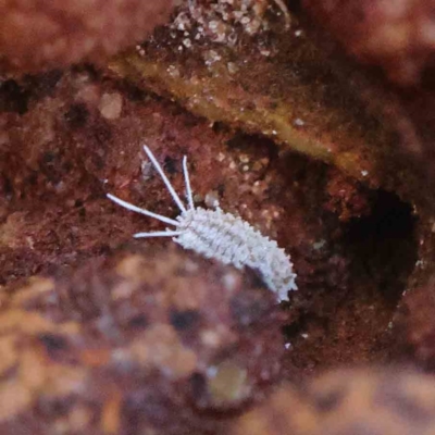 Pseudococcidae sp. (family) (A mealybug) at Dryandra St Woodland - 31 Mar 2023 by ConBoekel