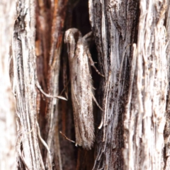 Ardozyga phloeodes (A Gelechioid moth) at O'Connor, ACT - 31 Mar 2023 by ConBoekel