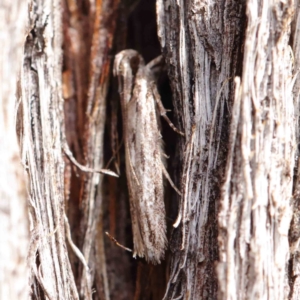 Ardozyga phloeodes at O'Connor, ACT - 1 Apr 2023 10:08 AM