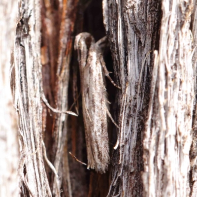 Ardozyga phloeodes (A Gelechioid moth) at Dryandra St Woodland - 31 Mar 2023 by ConBoekel