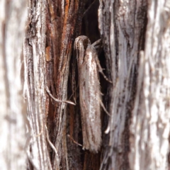 Ardozyga phloeodes at O'Connor, ACT - 1 Apr 2023 10:08 AM