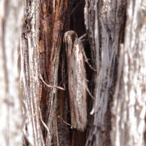 Ardozyga phloeodes at O'Connor, ACT - 1 Apr 2023 10:08 AM