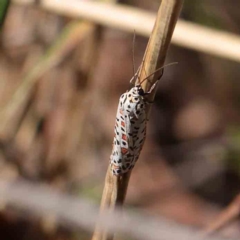Utetheisa pulchelloides (Heliotrope Moth) at Dryandra St Woodland - 1 Apr 2023 by ConBoekel