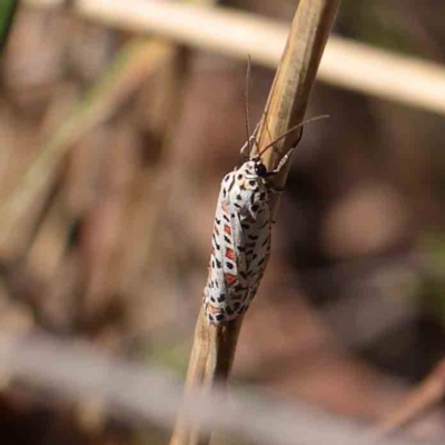Utetheisa pulchelloides (Heliotrope Moth) at Dryandra St Woodland - 1 Apr 2023 by ConBoekel