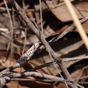 Utetheisa pulchelloides at O'Connor, ACT - 1 Apr 2023