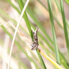Phanomorpha dapsilis (A Crambid moth) at O'Connor, ACT - 31 Mar 2023 by ConBoekel