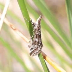 Phanomorpha dapsilis at O'Connor, ACT - 1 Apr 2023