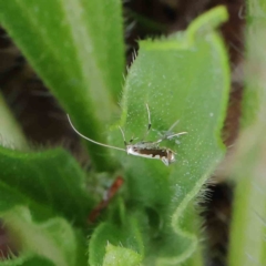 Dialectica (genus) (Echium leaf-miners) at Dryandra St Woodland - 31 Mar 2023 by ConBoekel