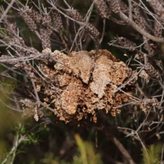 Pyralidae (family) (A Pyralid Moth) at O'Connor, ACT - 1 Apr 2023 by ConBoekel