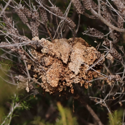Pyralidae (family) (A Pyralid Moth) at O'Connor, ACT - 1 Apr 2023 by ConBoekel