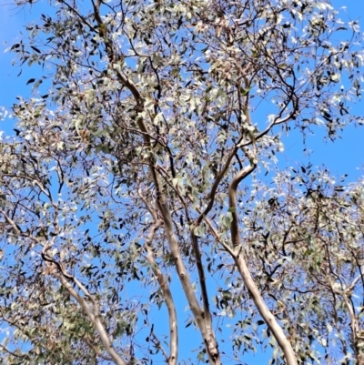 Eucalyptus blakelyi (Blakely's Red Gum) at Wanniassa Hill - 24 May 2023 by LPadg