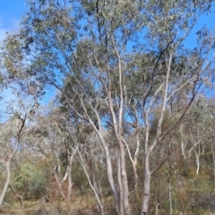Eucalyptus blakelyi at Fadden, ACT - 24 May 2023