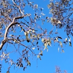 Eucalyptus blakelyi at Fadden, ACT - 24 May 2023