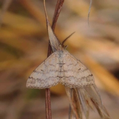 Scopula rubraria (Reddish Wave, Plantain Moth) at Dryandra St Woodland - 31 Mar 2023 by ConBoekel