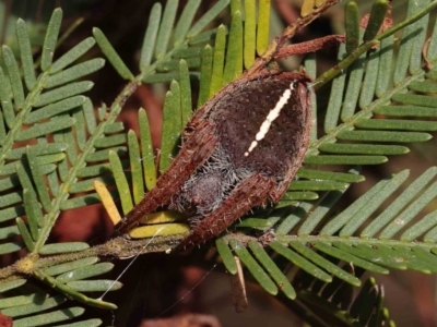 Hortophora sp. (genus) (Garden orb weaver) at O'Connor, ACT - 31 Mar 2023 by ConBoekel